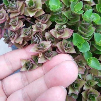 Hdpe 재료와 코팅되지 않은 마감으로 정원 꽃 냄비 플랜터