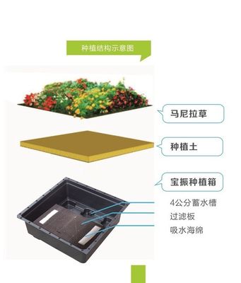 플라스틱 큰 정원 플랜터와 녹색 식물을위한 사각형 모양의 세덤 녹색 지붕 트레이